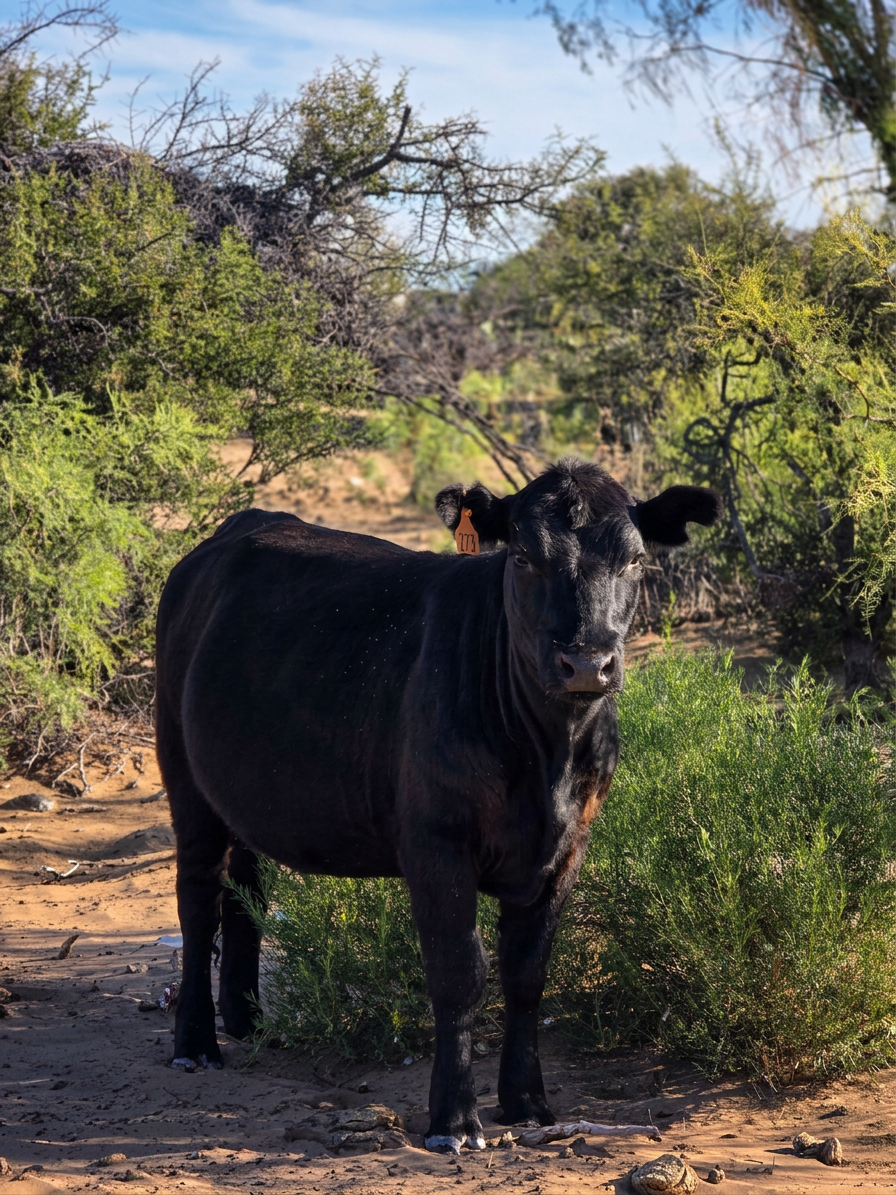 pexels-photo-34928215 angus cow in desert landscape with vegetation