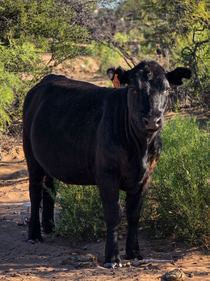 pexels-photo-34928215 angus cow in desert landscape with vegetation